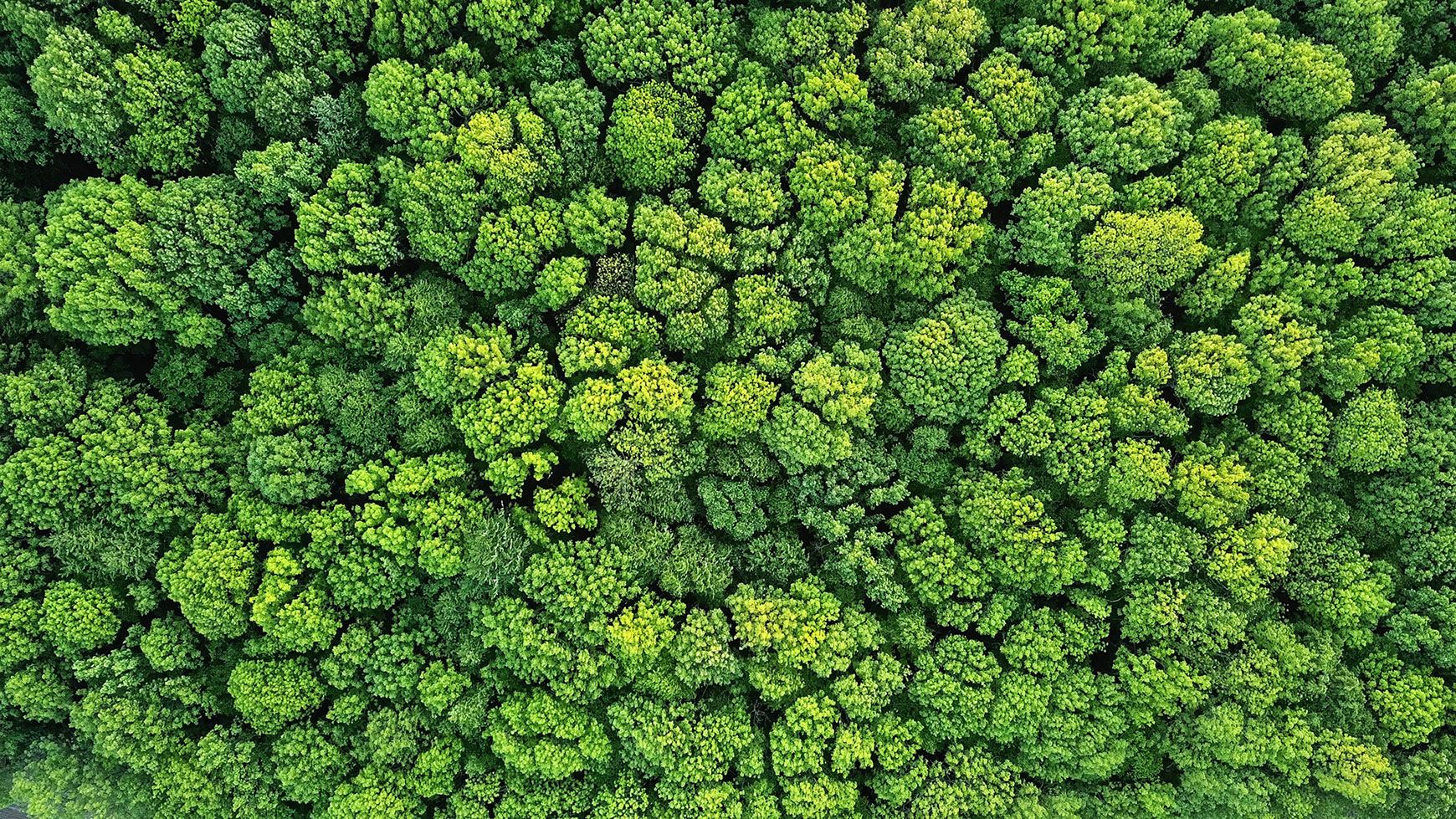 Ein Wald aus der Vogelperspektive fotografiert.