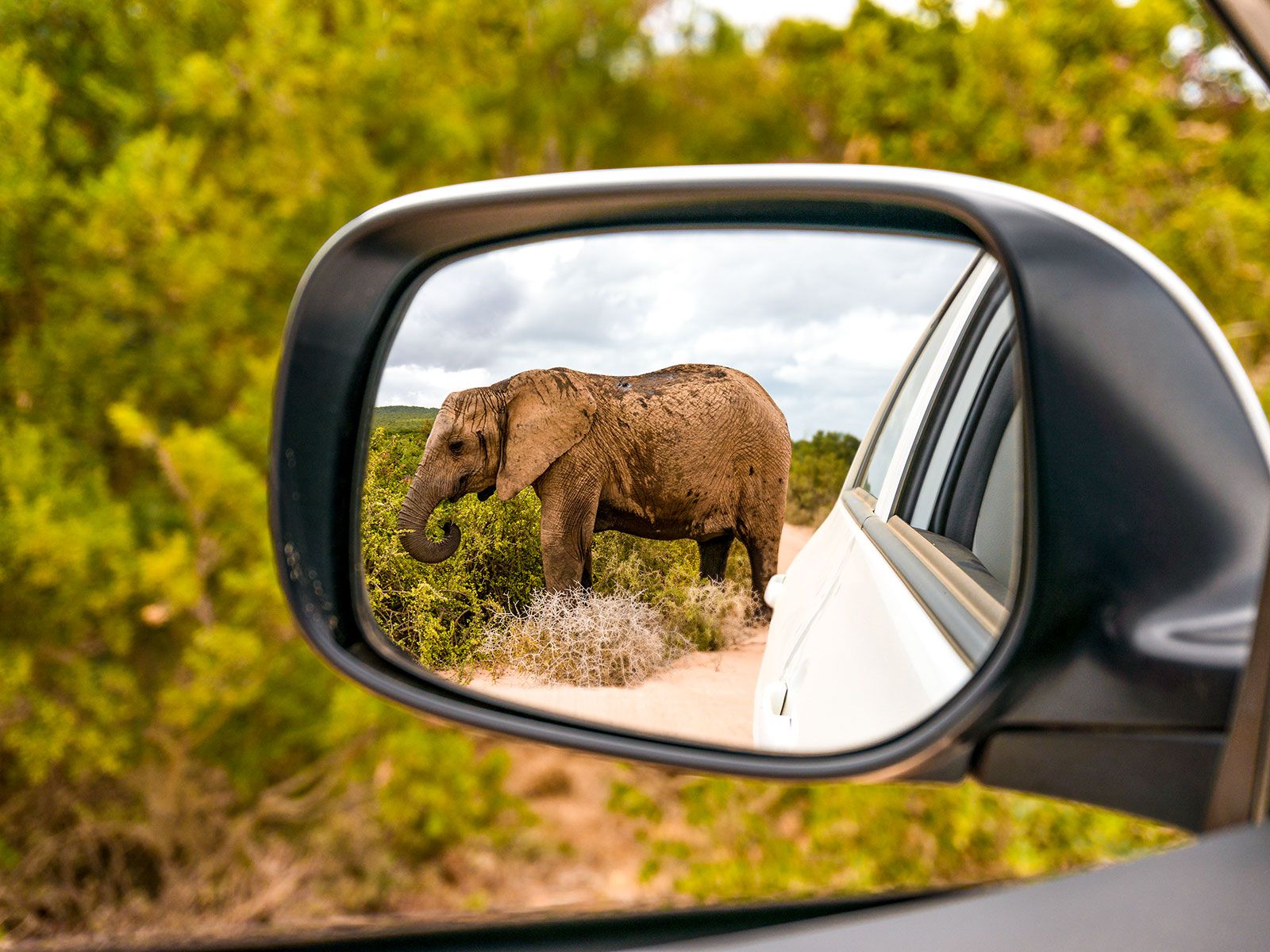 Ein Elefant im Seitenspiegel eines Autos.
