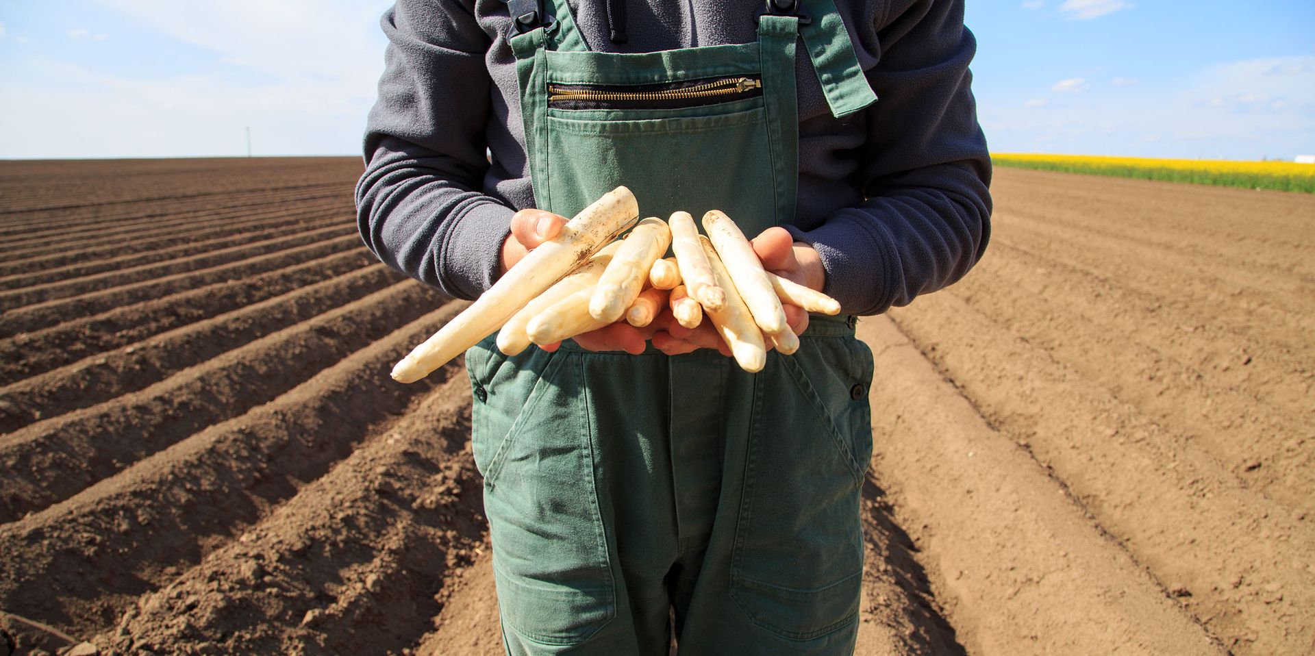 Landwirt hält Spargel in den Händen