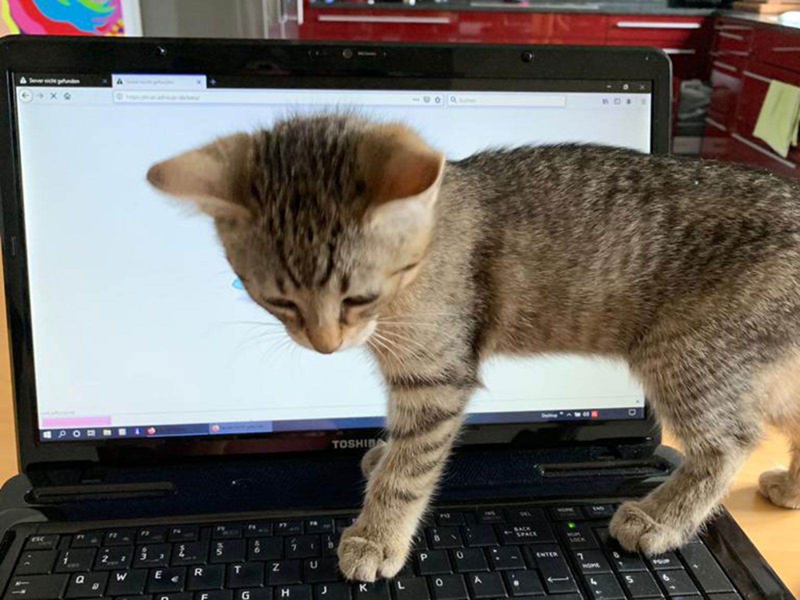 A small cat is standing on a laptop keyboard.